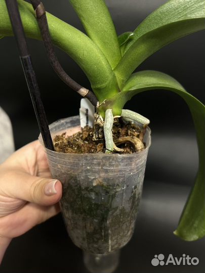 Орхидея фаленопсис бабочка Champion Lightning