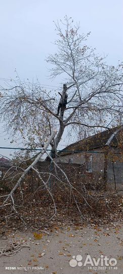 Обрезка и вырубка деревьев