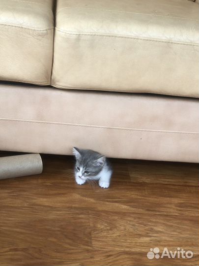 Котята 1,5месяца