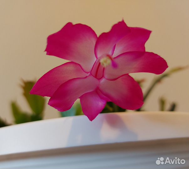 Комнатное растение Шлюмбергера Декабрист розовый