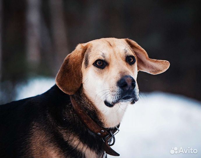 Лопоухое чудо ищет дом