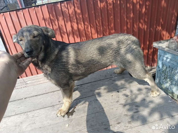 Девочка коротколапая