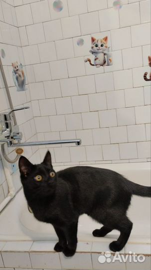 Потерялась кошечка, 4 мес