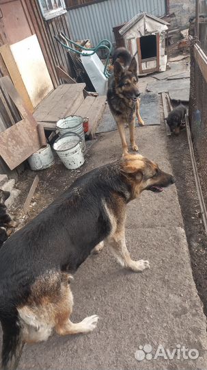 Щенки немецкой овчарки