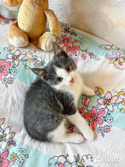 Котенок мальчик 2 месяца