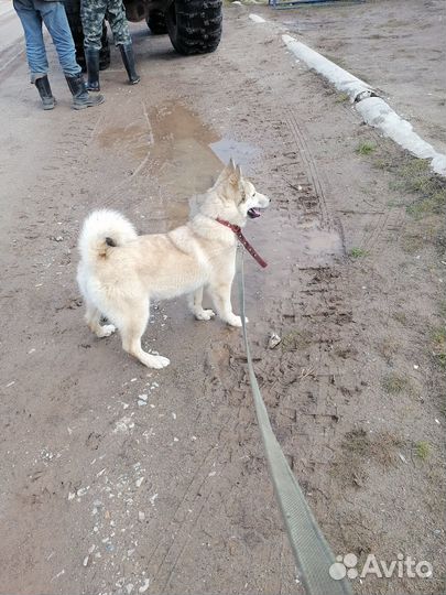 Щенки зсл
