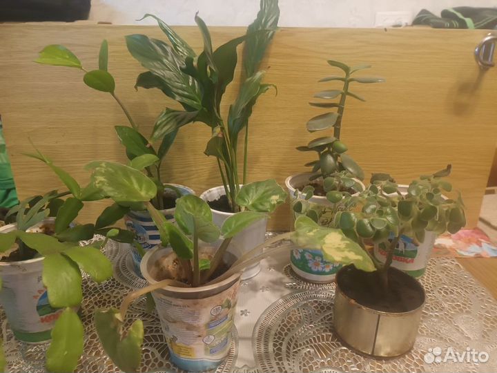 Комнатные растения цветы