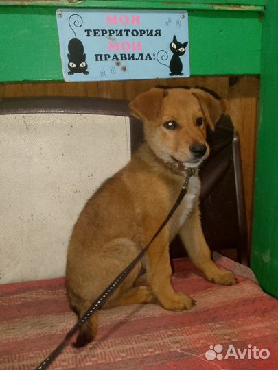 Щенок в добрые руки