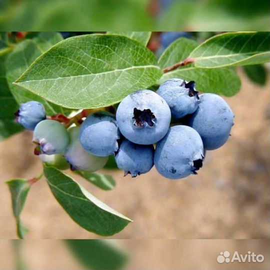 Голубика Сорт Торро