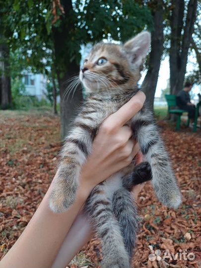 Котенок девочка в добрые руки