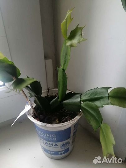 Шлюмбергера, эпифиллум