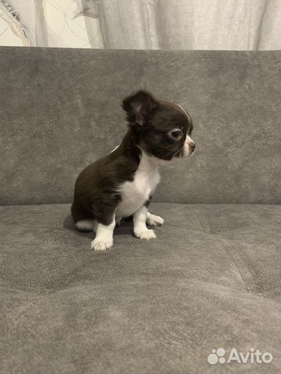 Щенки чихуахуа