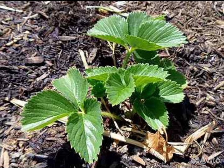 Кусты клубники