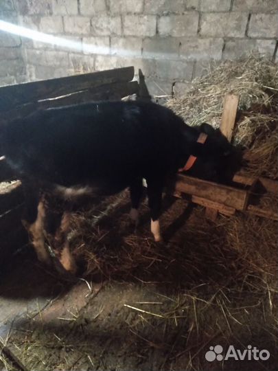 Телята телочки