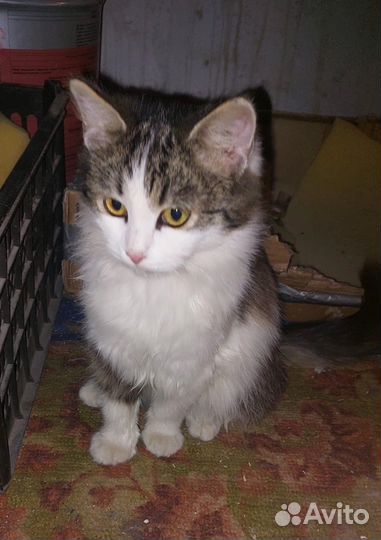 Кошка в дар