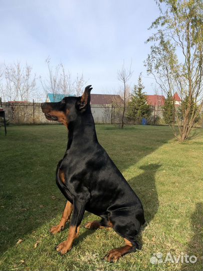Доберман для вязки