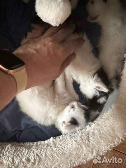 Котики и кошечки бесплатно