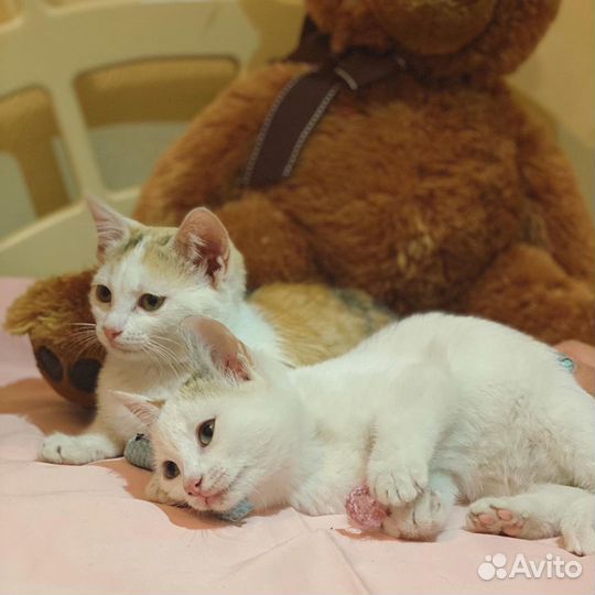 Передержка животных (зооняня для кошек )