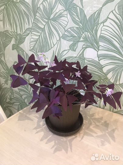 Кислица оксалис