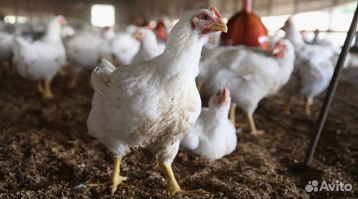 Куры бройлеры