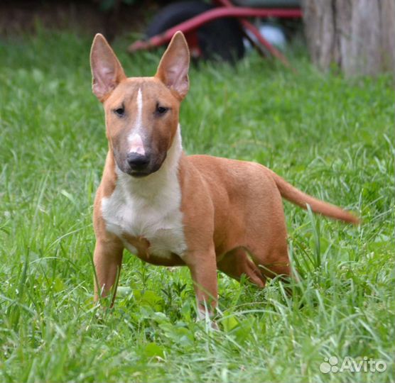 Миниатюрный бультерьер