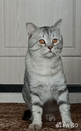 Найден Кот