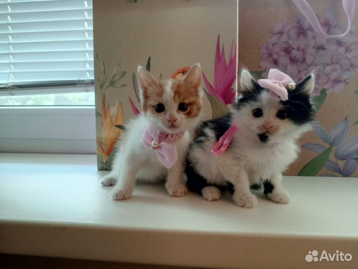 Котята в добрые руки