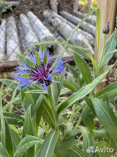 Васильки садовые