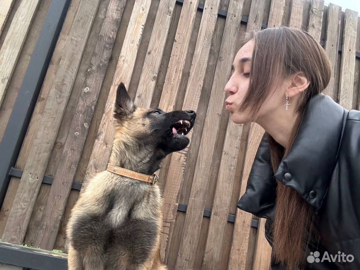 Собака малинуа