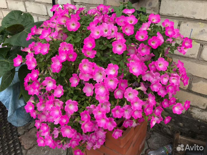 Семена петунии