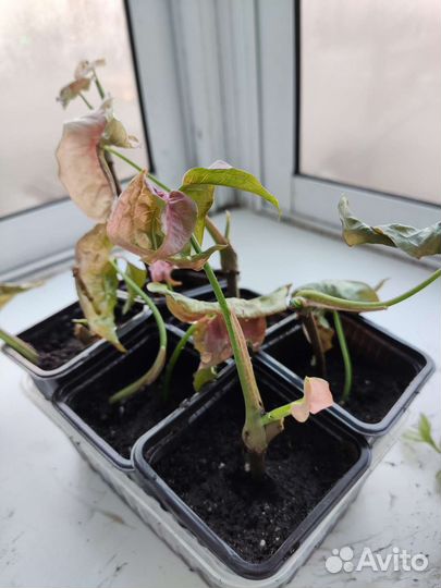 Сингониум neon пинк