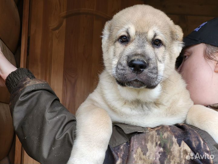 Продажа щенков алабая