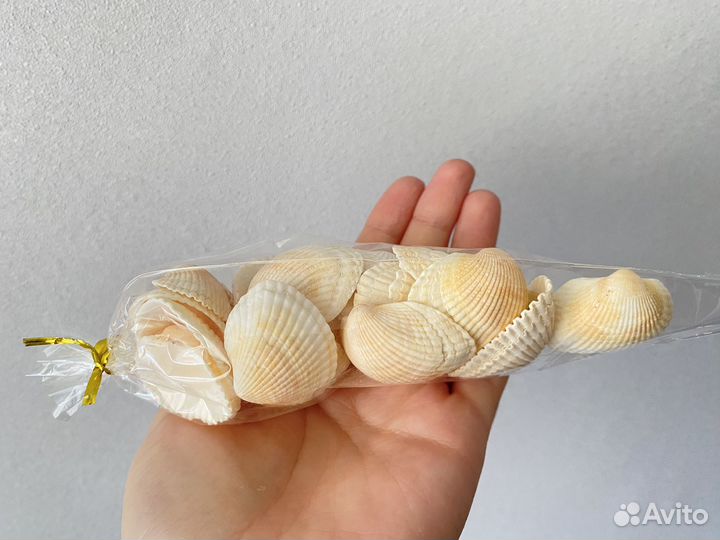 Сувенир ракушки