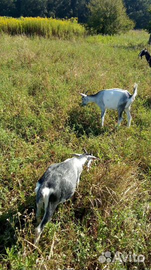 Альпийские козочки