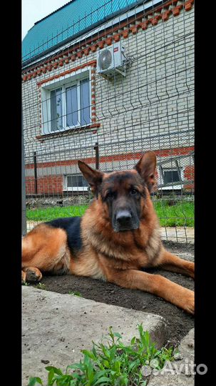 Щенки немецкой овчарки