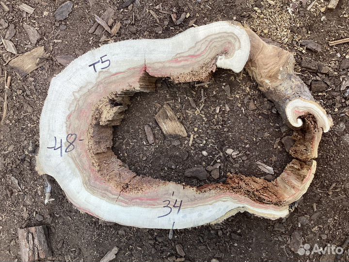 Спилы ореха, клена, карагача