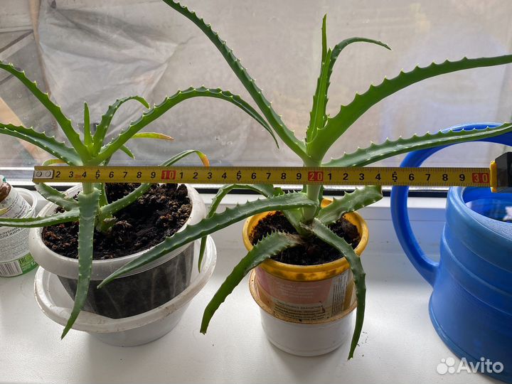 Алоэ лечебный. Вера