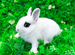 Карликовый кролик мини рекс плюшевый редкий