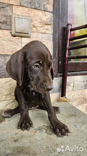 Щенки курцхара