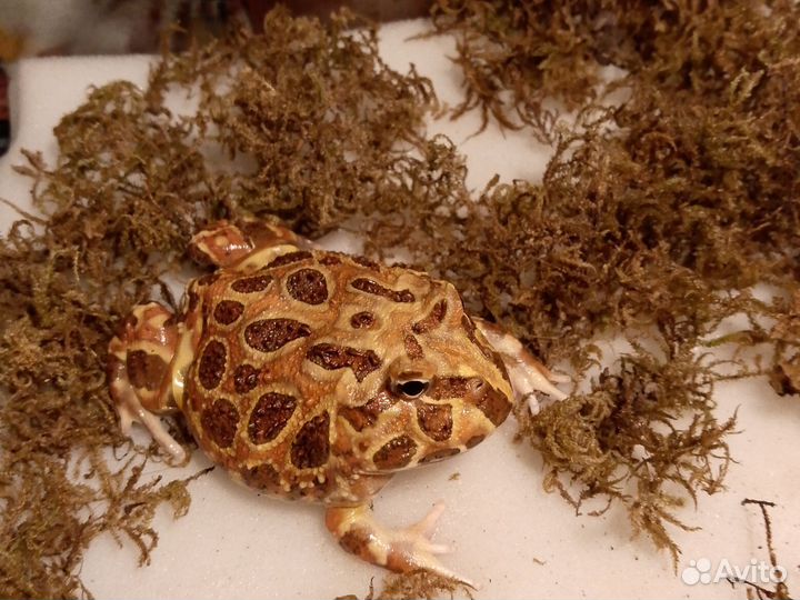 Лягушка рогатка