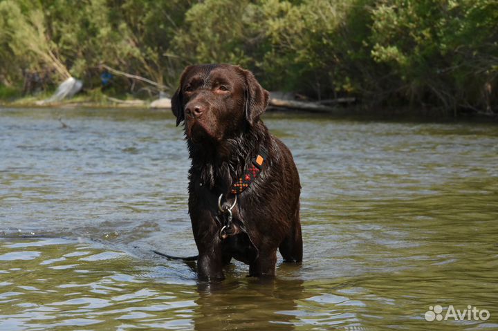 Вязка Лабрадора