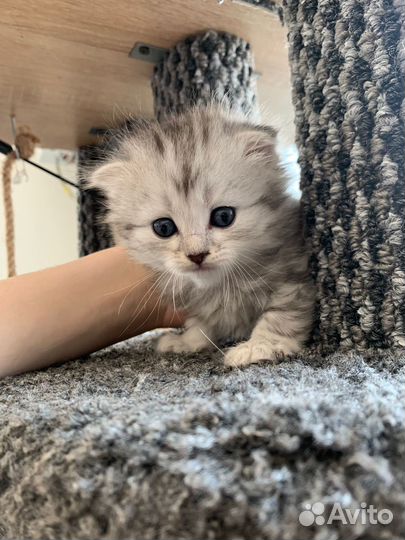 Шотландские котята