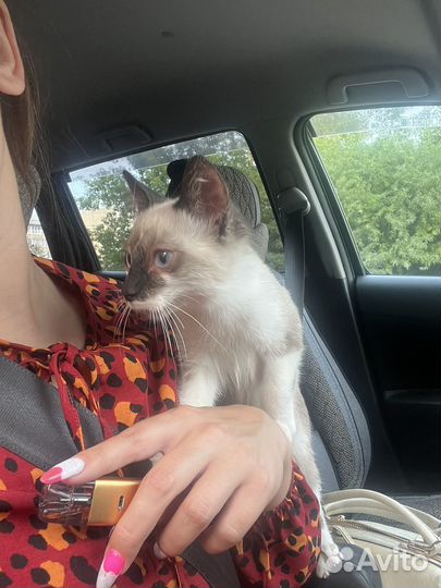 Сиамский кот