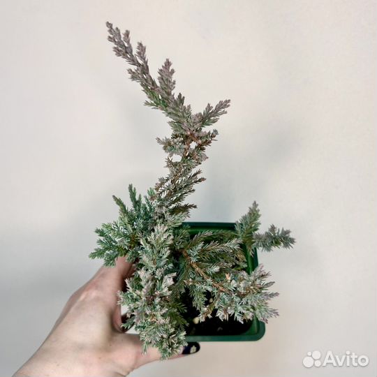 Можжевельник 3 сорта