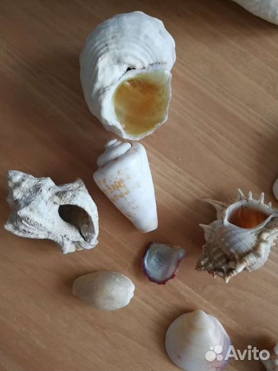 Морские ракушки раковины
