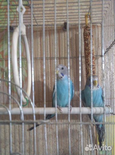 Попугайчик