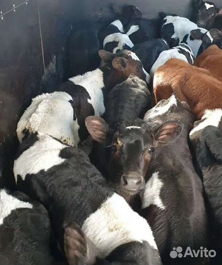 Телята бычки