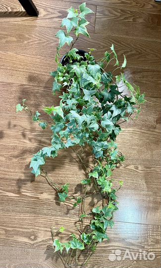 Плющ хедера, активно растущее растение