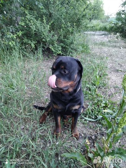 Вязка ротвейлера