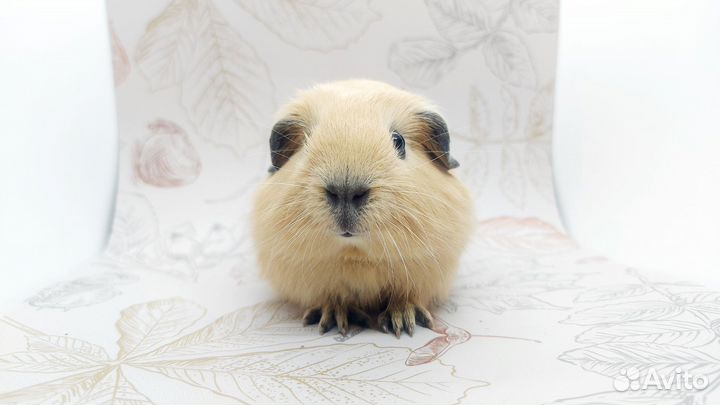 Морская свинка калифорния